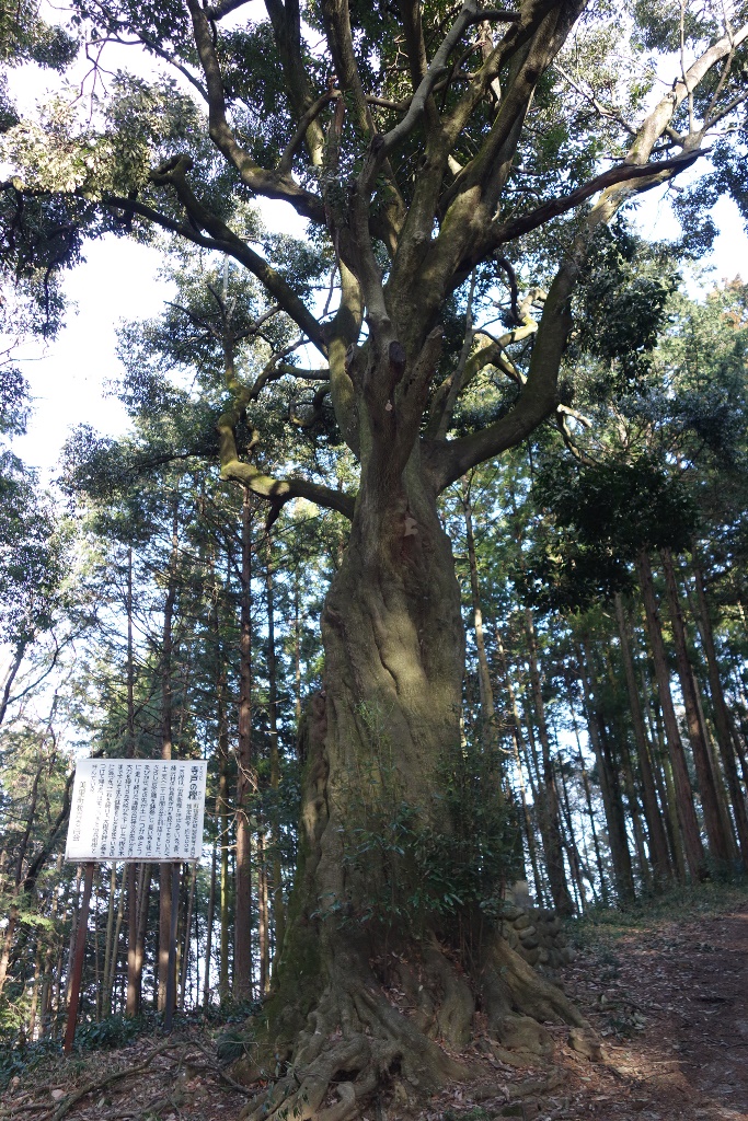 寺戸の樫①